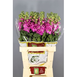 Matthiola Iron Deep Pink