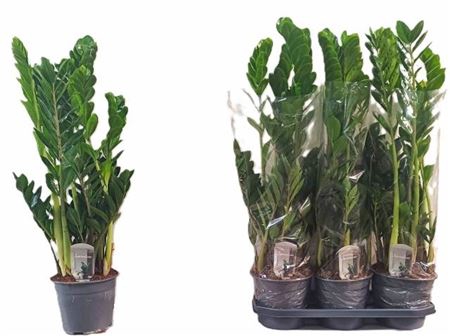<h4>Zamio Zamiifolia</h4>