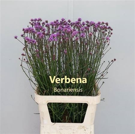 <h4>Verbena Has P Spires</h4>