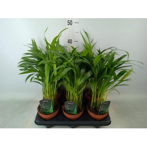 Dypsis lutescens   ...Chrysalidoca