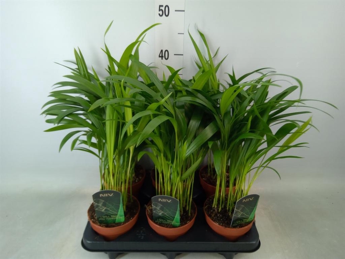 <h4>Dypsis lutescens   ...Chrysalidoca</h4>