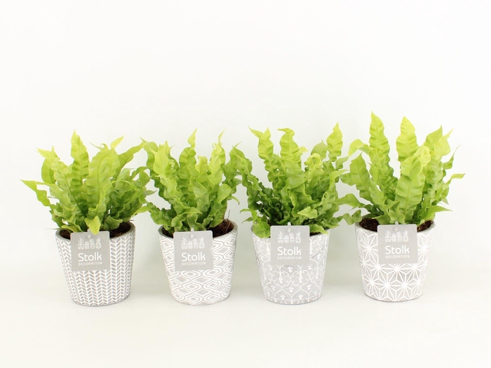 <h4>Asplenium Crispy Wave in Star pot</h4>