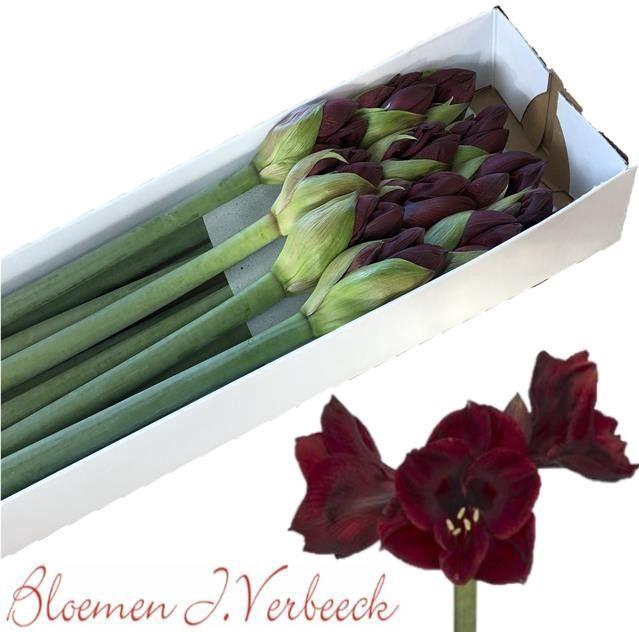 <h4>HIPP GA REDSTAR</h4>