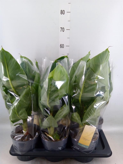 <h4>Musa  'Tropicana'</h4>