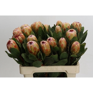 PROTEA GRANDICOLOR
