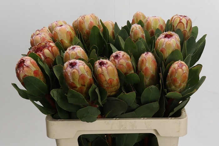 <h4>PROTEA GRANDICOLOR</h4>