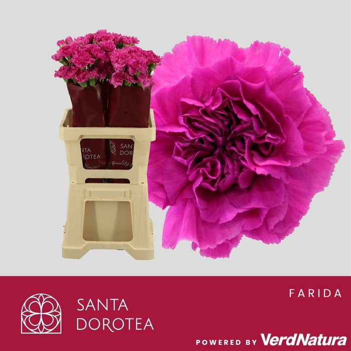 <h4>DI ST FARIDA</h4>