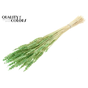 Triticum per bunch Intense Frosted Mint