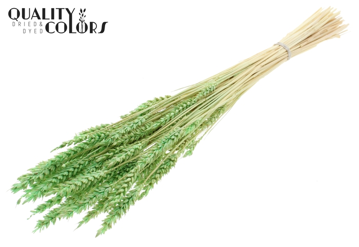 <h4>Triticum per bunch Intense Frosted Mint</h4>