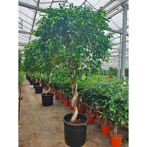 Ficus Exotica