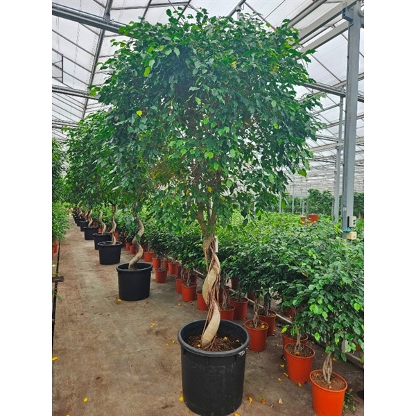 <h4>Ficus Exotica</h4>