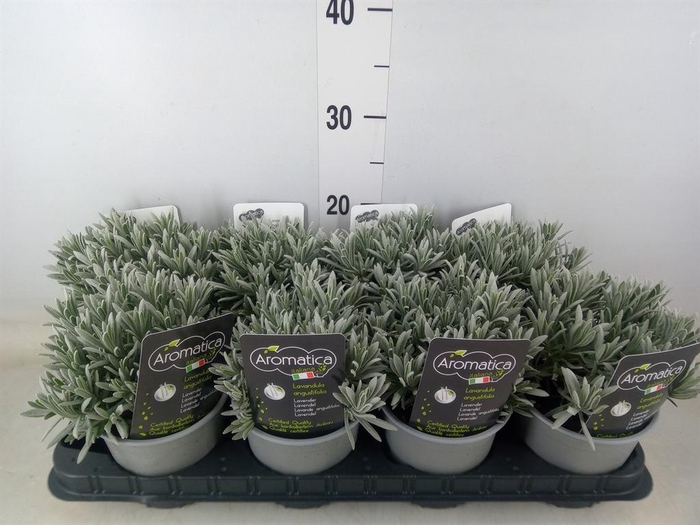 <h4>Lavandula angus.</h4>