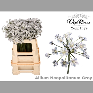 ALLIUM NEAPOLITANUM GREY L55cm