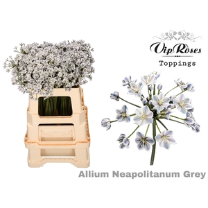 Allium Vip Neapolitanum Grey