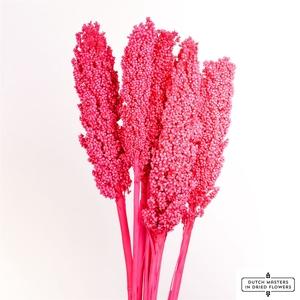 Dried Sorghum 6pc Cerise Bunch