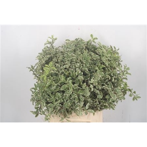 Pitto Nigra Per Bunch