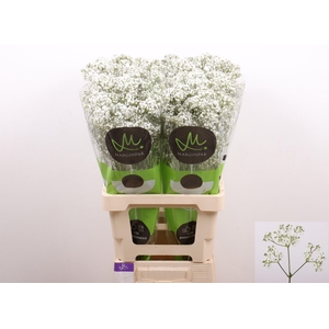 GYPS PA MILLIO DAISY