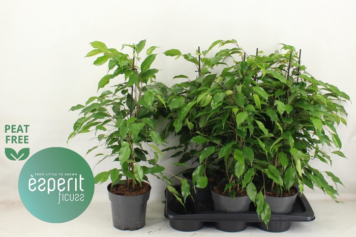 <h4>FIC BE DANITA</h4>