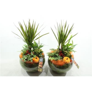 3407 ORANGE BOWL DRAC