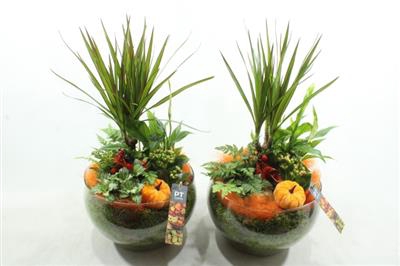 <h4>3407 ORANGE BOWL DRAC</h4>