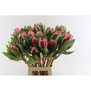 Protea Carnival
