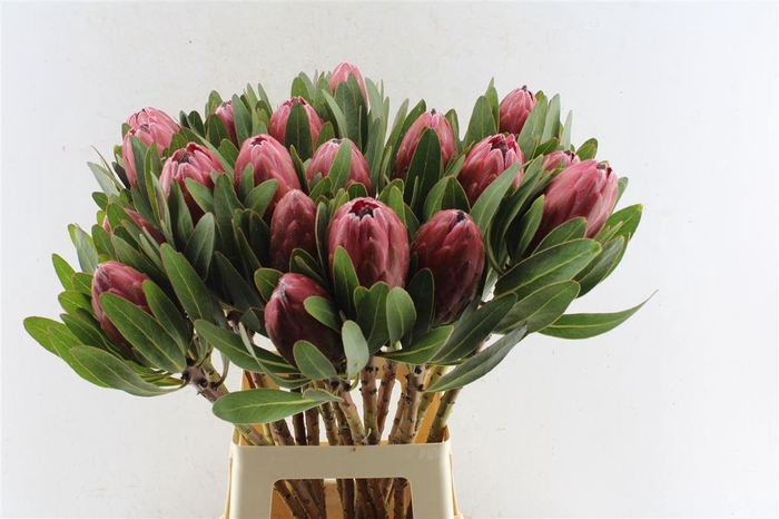 <h4>Protea Carnival</h4>