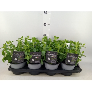 Mentha spicata