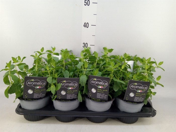 <h4>Mentha spicata</h4>