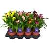 Zantedeschia   ...mix