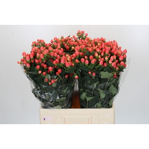 Hypericum Magical Royal Princess