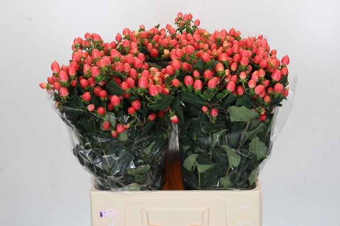 <h4>Hypericum Magical Royal Princess</h4>