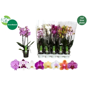 PHAL GEM 8 KL