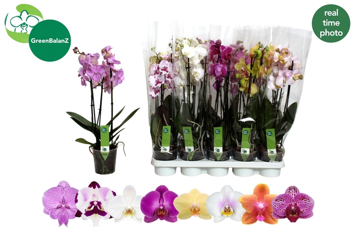 <h4>PHAL GEM 8 KL</h4>