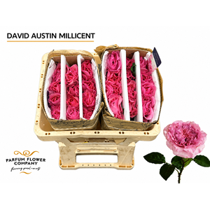 Rosa David Austin Millicent