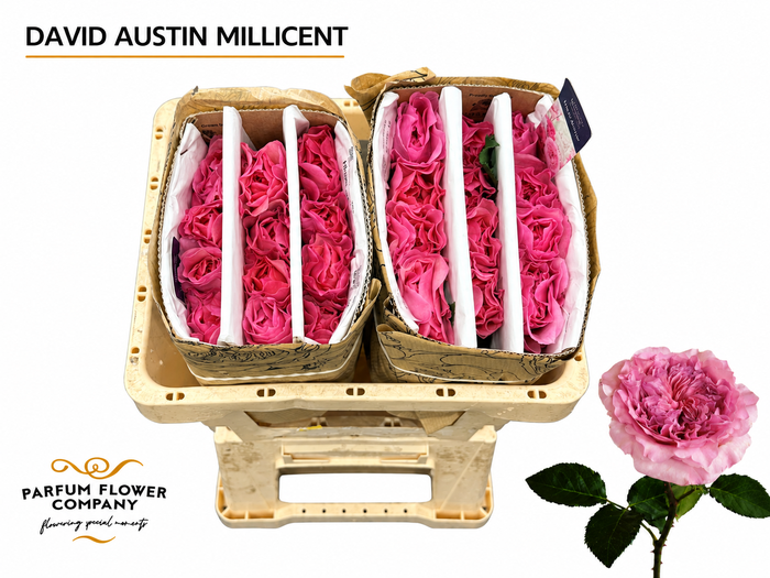 <h4>Rosa David Austin Millicent</h4>