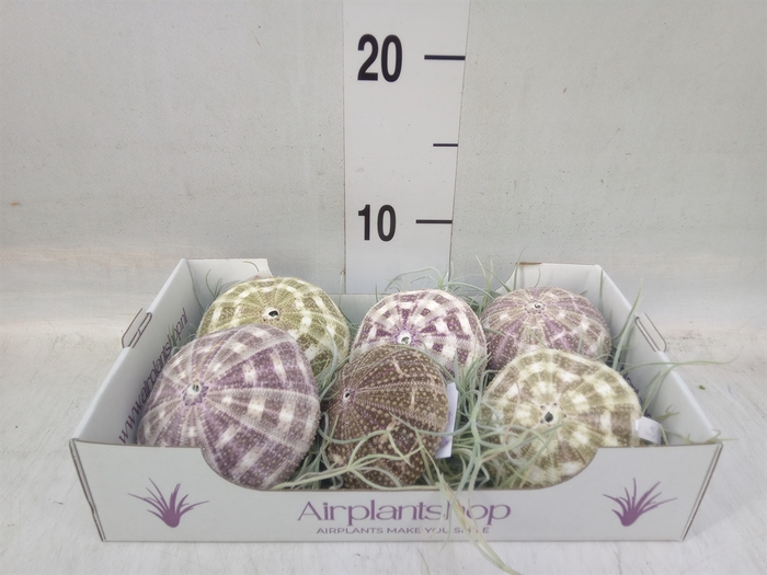 <h4>Tillandsia usneoides</h4>