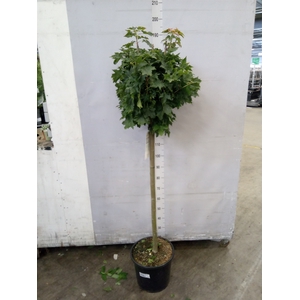 Acer platanoides 'Globosum'
