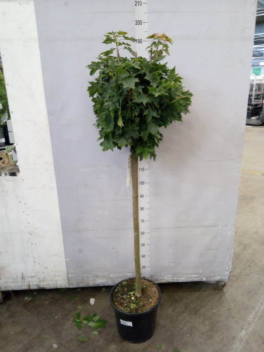 <h4>Acer platanoides 'Globosum'</h4>