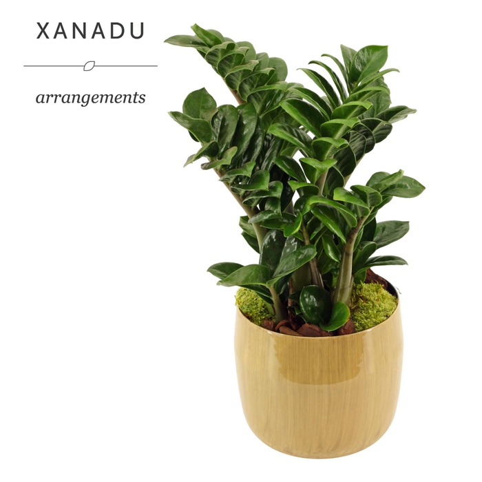 <h4>Xanadu San Francisco</h4>