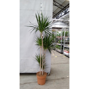 Dracaena marg.