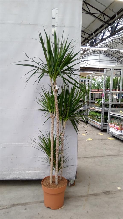 <h4>Dracaena marg.</h4>