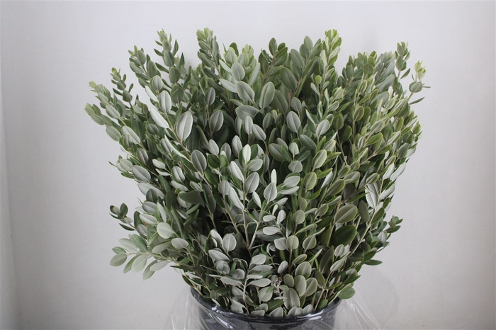 <h4>Pittosp Ralphi Leaves 400gr P Bunch</h4>