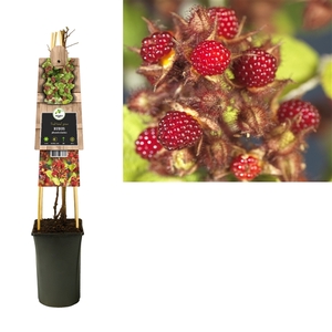 Rubus phoenicolasius +3.0 label