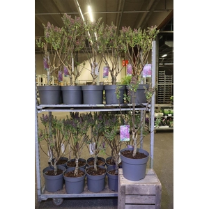 Syri Vulgaris Dark Koster