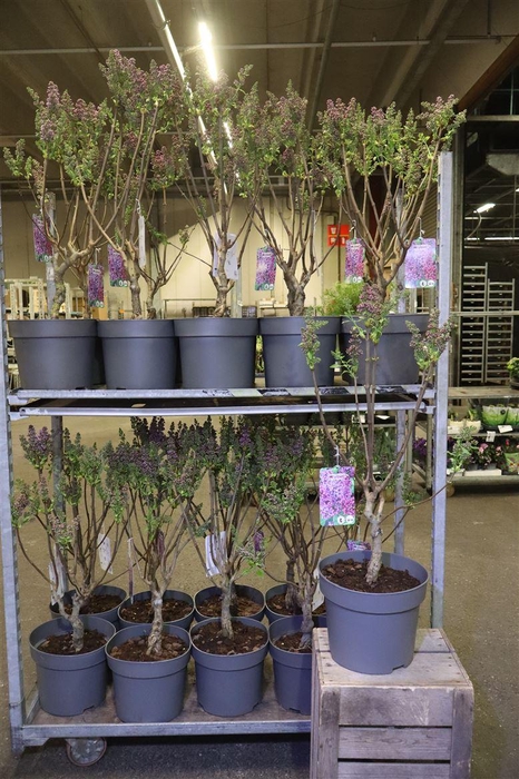 Syri Vulgaris Dark Koster