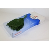 Aspidistra Italia 40cm