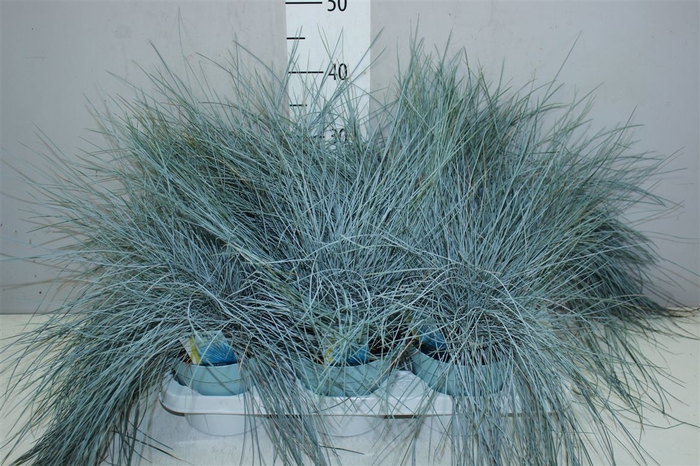 <h4>Festuca Gl. Intense Blue</h4>