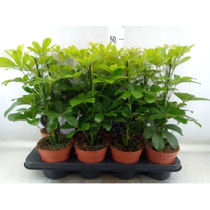 Schefflera arbor. 'Nora'