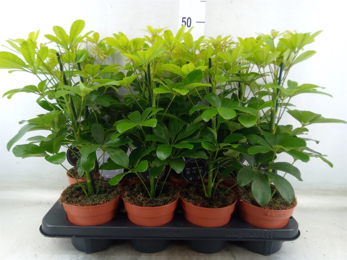 <h4>Schefflera arbor. 'Nora'</h4>