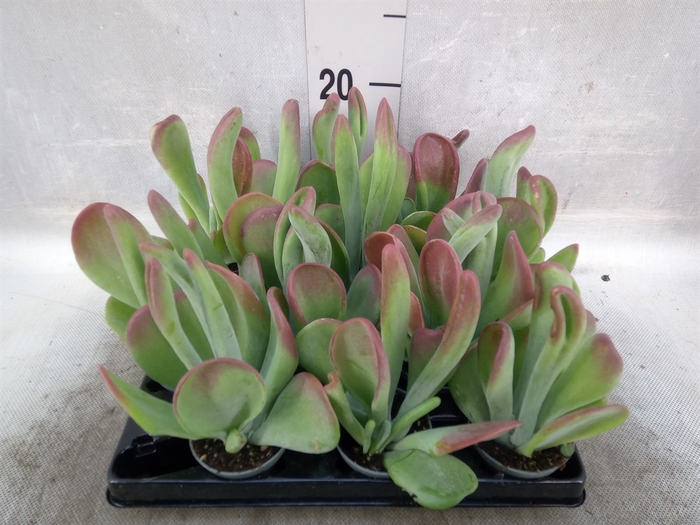 <h4>Kalanchoe NF   ...</h4>